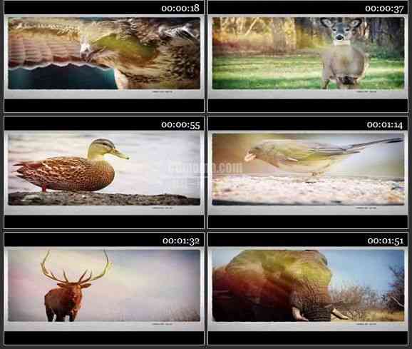 AE2251-动物世界幻灯片展示 图片展示