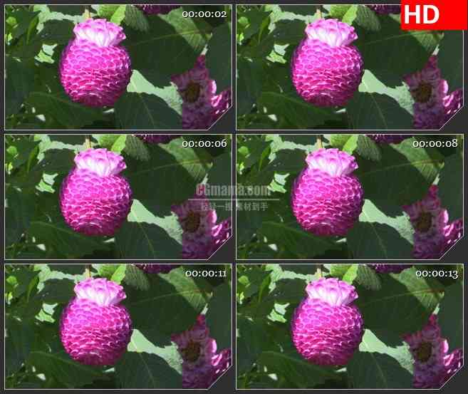 BG4579粉色圆花绿色树叶特写led大屏背景高清视频素材